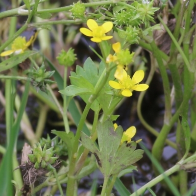 Ranunculus muricatus (Sharp Buttercup) at Wodonga - 28 Oct 2022 by KylieWaldon