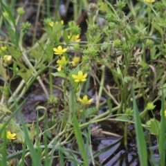 Ranunculus muricatus at Wodonga, VIC - 28 Oct 2022