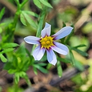 Sisyrinchium rosulatum at Nambucca Heads, NSW - 28 Oct 2022