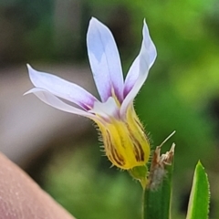 Sisyrinchium rosulatum at Nambucca Heads, NSW - 28 Oct 2022