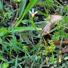 Sisyrinchium rosulatum at Nambucca Heads, NSW - 28 Oct 2022 03:29 PM