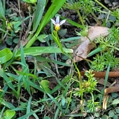 Sisyrinchium rosulatum at Nambucca Heads, NSW - 28 Oct 2022