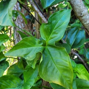 Syngonium podophyllum at Nambucca Heads, NSW - 28 Oct 2022