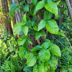 Syngonium podophyllum at Nambucca Heads, NSW - 28 Oct 2022