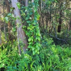 Syngonium podophyllum at Nambucca Heads, NSW - 28 Oct 2022