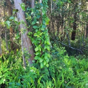 Syngonium podophyllum at Nambucca Heads, NSW - 28 Oct 2022