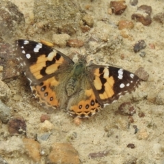 Vanessa kershawi (Australian Painted Lady) at Wollondilly Local Government Area - 27 Oct 2022 by GlossyGal