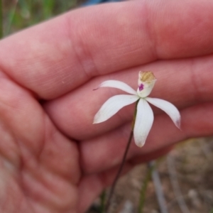 Caladenia moschata at Bungendore, NSW - suppressed