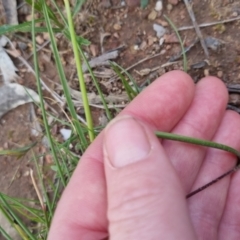 Caladenia moschata at Bungendore, NSW - suppressed