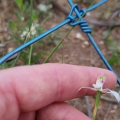 Caladenia moschata at Bungendore, NSW - suppressed