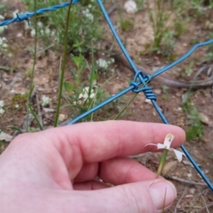 Caladenia moschata at Bungendore, NSW - suppressed