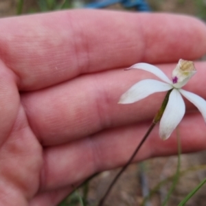 Caladenia moschata at Bungendore, NSW - suppressed