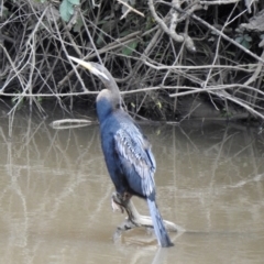 Anhinga novaehollandiae (Australasian Darter) at Berrima - 26 Oct 2022 by GlossyGal