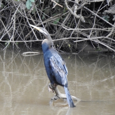 Anhinga novaehollandiae (Australasian Darter) at Berrima, NSW - 26 Oct 2022 by GlossyGal