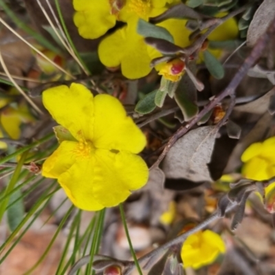 Hibbertia obtusifolia (Grey Guinea-flower) at Bungendore, NSW - 28 Oct 2022 by clarehoneydove