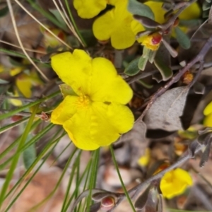 Hibbertia obtusifolia at Bungendore, NSW - 28 Oct 2022