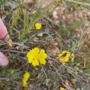 Hibbertia obtusifolia at Bungendore, NSW - 28 Oct 2022