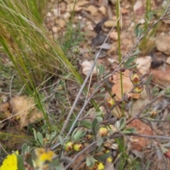 Hibbertia obtusifolia at Bungendore, NSW - 28 Oct 2022