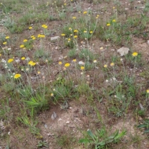 Leucochrysum albicans subsp. albicans at Bungendore, NSW - 28 Oct 2022