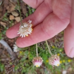 Leucochrysum albicans subsp. albicans at Bungendore, NSW - 28 Oct 2022