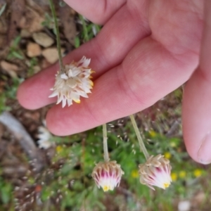 Leucochrysum albicans subsp. albicans at Bungendore, NSW - 28 Oct 2022