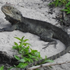 Intellagama lesueurii howittii (Gippsland Water Dragon) at Wingecarribee Local Government Area - 26 Oct 2022 by GlossyGal