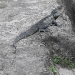 Intellagama lesueurii howittii (Gippsland Water Dragon) at Wingecarribee Local Government Area - 26 Oct 2022 by GlossyGal