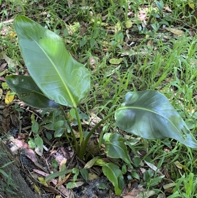 Zantedeschia aethiopica (Arum Lily) at Long Beach, NSW - 28 Oct 2022 by SteveBorkowskis