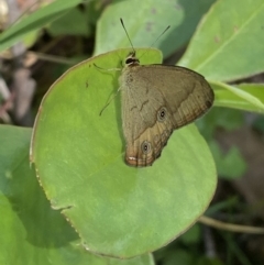 Hypocysta metirius (Brown Ringlet) at Long Beach, NSW - 28 Oct 2022 by SteveBorkowskis