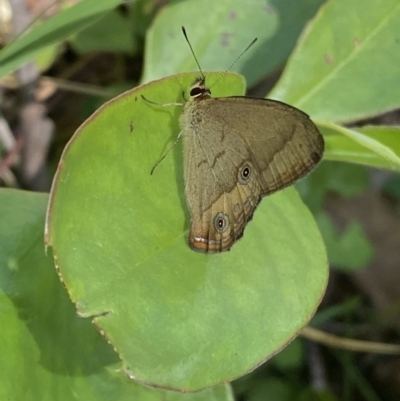 Hypocysta metirius (Brown Ringlet) at Long Beach, NSW - 28 Oct 2022 by Steve_Bok