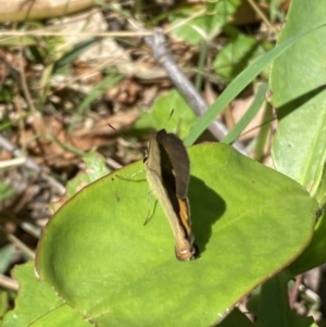 Hypocysta metirius at Long Beach, NSW - 28 Oct 2022 12:05 PM