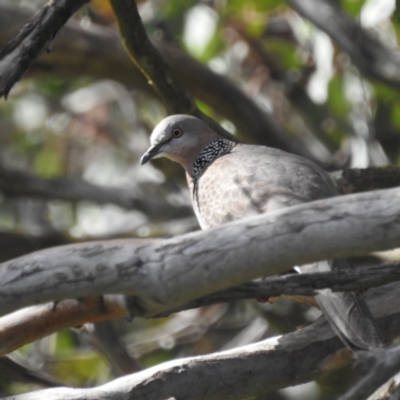 Spilopelia chinensis (Spotted Dove) at Kambah, ACT - 28 Oct 2022 by HelenCross