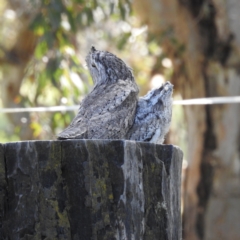 Podargus strigoides (Tawny Frogmouth) at Kambah, ACT - 28 Oct 2022 by HelenCross
