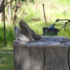 Podargus strigoides at Kambah, ACT - 28 Oct 2022