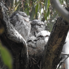 Podargus strigoides (Tawny Frogmouth) at Mount Taylor - 28 Oct 2022 by HelenCross