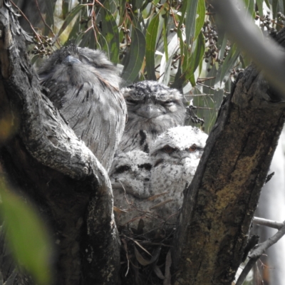 Podargus strigoides (Tawny Frogmouth) at Kambah, ACT - 28 Oct 2022 by HelenCross