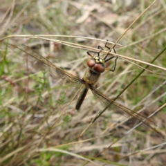 Hemicordulia tau (Tau Emerald) at Acton, ACT - 28 Oct 2022 by HelenCross