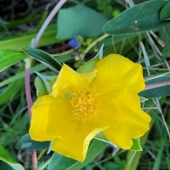 Hibbertia scandens (Climbing Guinea Flower) at Nambucca Heads, NSW - 28 Oct 2022 by trevorpreston