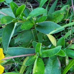 Hibbertia scandens at Nambucca Heads, NSW - 28 Oct 2022