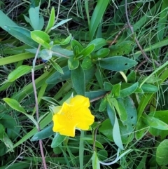 Hibbertia scandens at Nambucca Heads, NSW - 28 Oct 2022