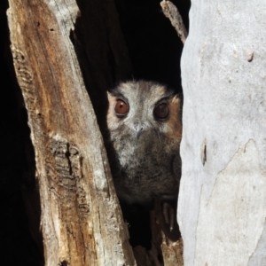 Aegotheles cristatus at Acton, ACT - 28 Oct 2022 03:18 PM