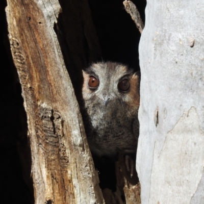 Aegotheles cristatus (Australian Owlet-nightjar) at Acton, ACT - 28 Oct 2022 by HelenCross