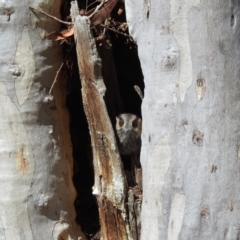 Aegotheles cristatus at Acton, ACT - 28 Oct 2022 03:18 PM