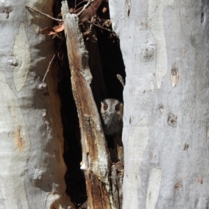 Aegotheles cristatus at Acton, ACT - 28 Oct 2022 03:18 PM