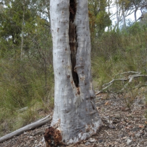 Aegotheles cristatus at Acton, ACT - 28 Oct 2022 03:18 PM