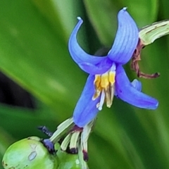 Dianella sp. (Flax Lily) at Nambucca Heads, NSW - 28 Oct 2022 by trevorpreston