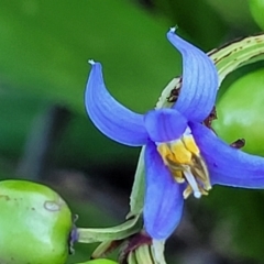 Dianella sp. at Nambucca Heads, NSW - 28 Oct 2022