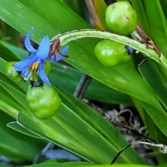 Dianella sp. at Nambucca Heads, NSW - 28 Oct 2022