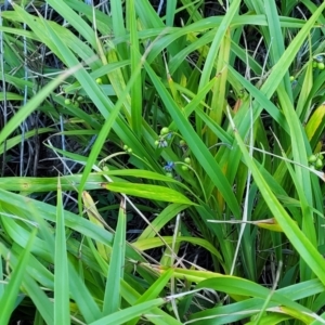 Dianella sp. at Nambucca Heads, NSW - 28 Oct 2022