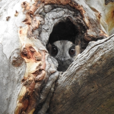 Aegotheles cristatus (Australian Owlet-nightjar) at Acton, ACT - 18 Oct 2022 by HelenCross